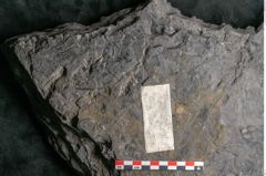 Foto (Detailansicht) von Camptoteris sp. (NHMW-GEO-2024-0188-10650)